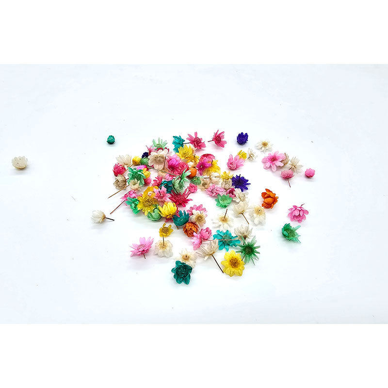 Micro Dried Coloured Daisies - 50+pcs - Colour & Create NZ