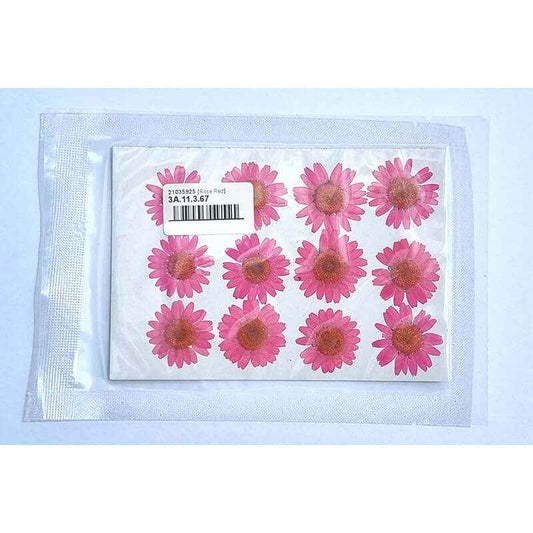 Dried Coloured Daisies - 12 pcs