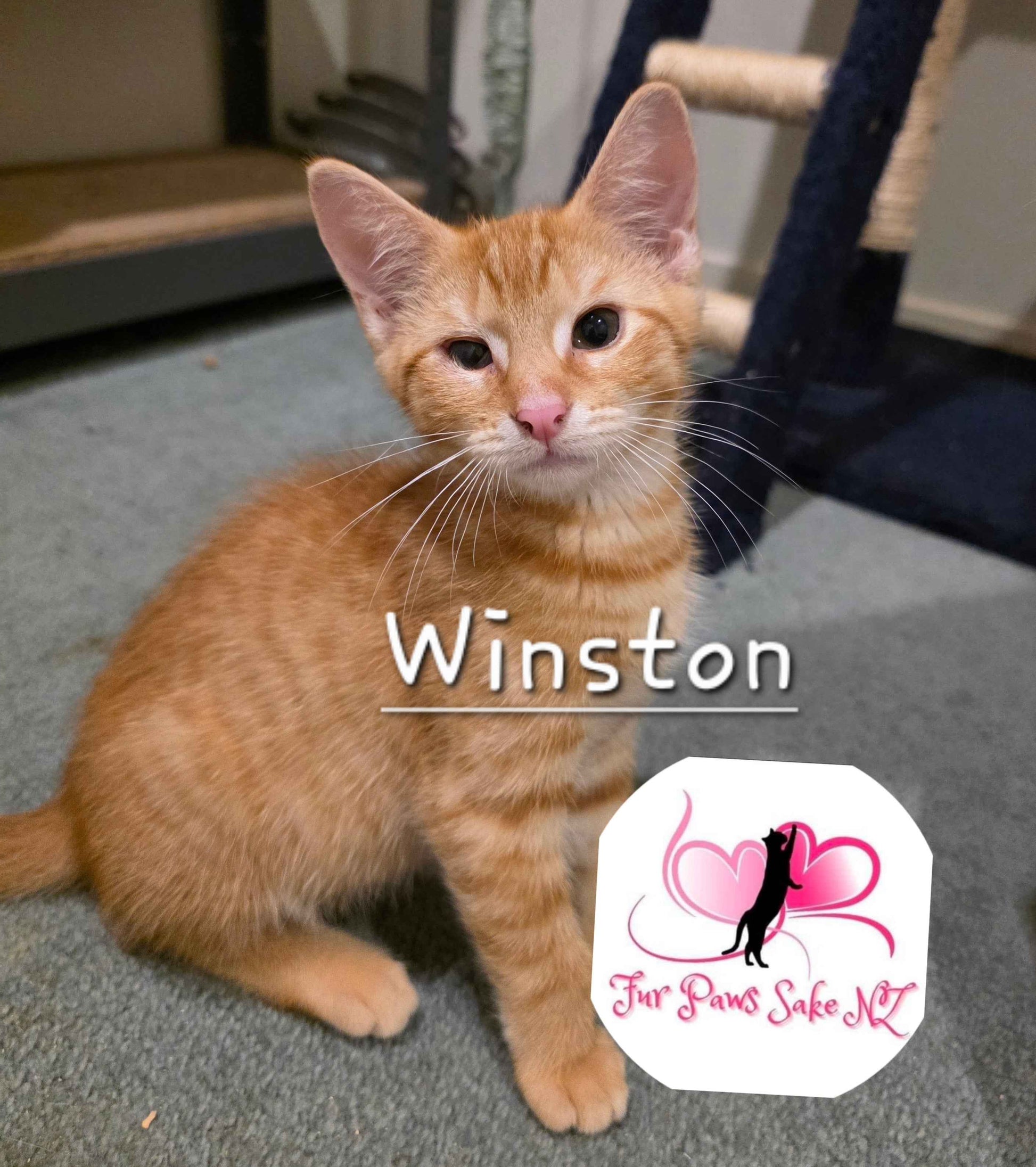 Winston the Kitten Fundraiser Cutters