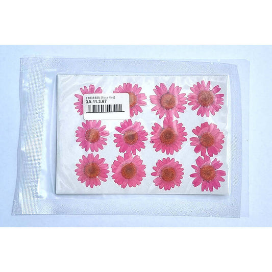 Dried Coloured Daisies - 12 pcs