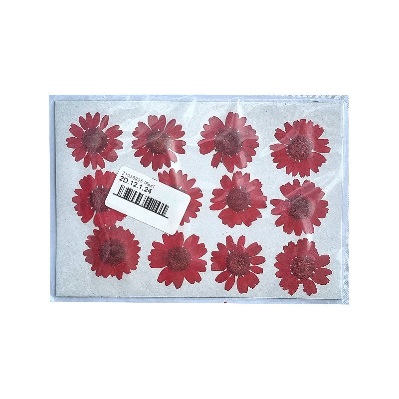 Dried Coloured Daisies - 12 pcs