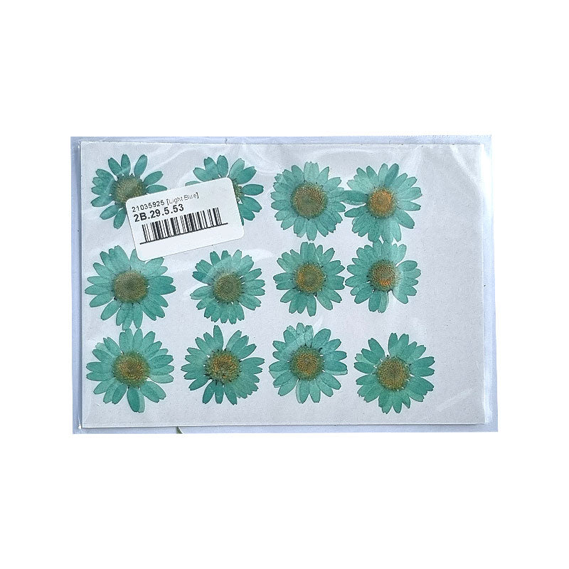 Dried Coloured Daisies - 12 pcs