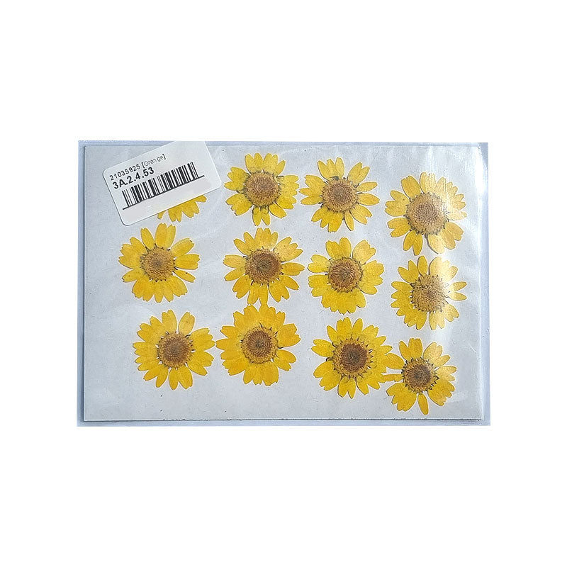 Dried Coloured Daisies - 12 pcs