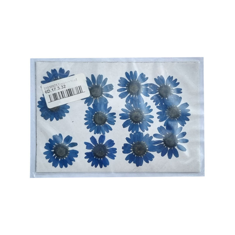 Dried Coloured Daisies - 12 pcs