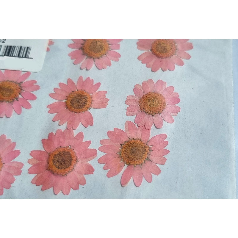 Dried Coloured Daisies - 12 pcs