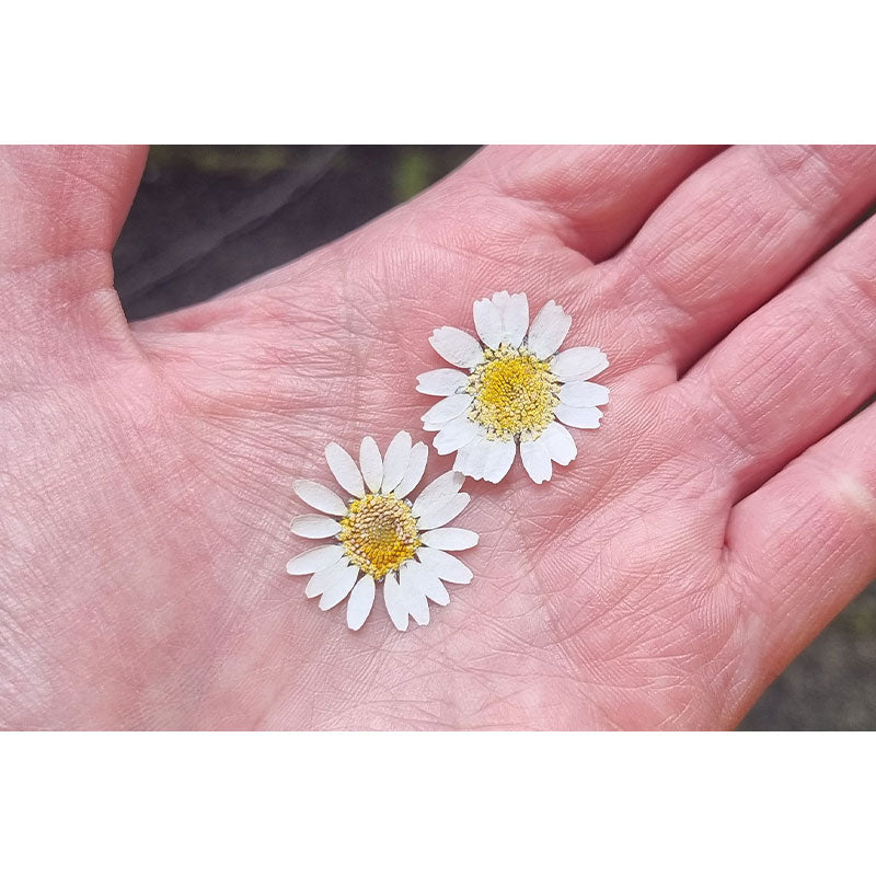 Dried Coloured Daisies - 12 pcs