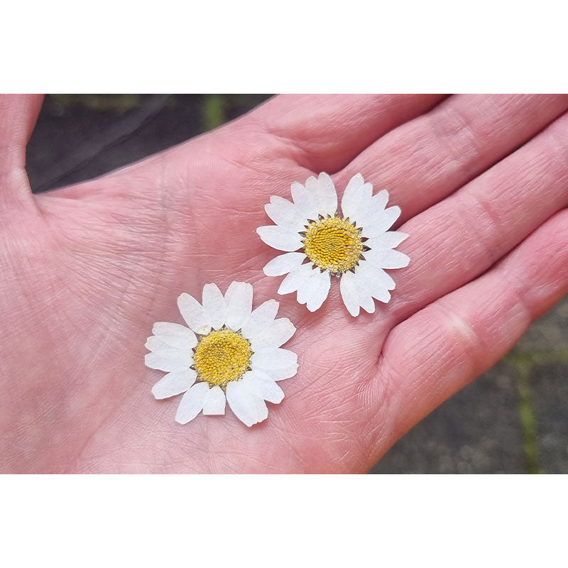 Dried Coloured Daisies - 12 pcs